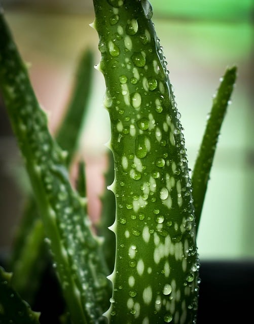 Why should We Eat and Drink Aloe Vera?